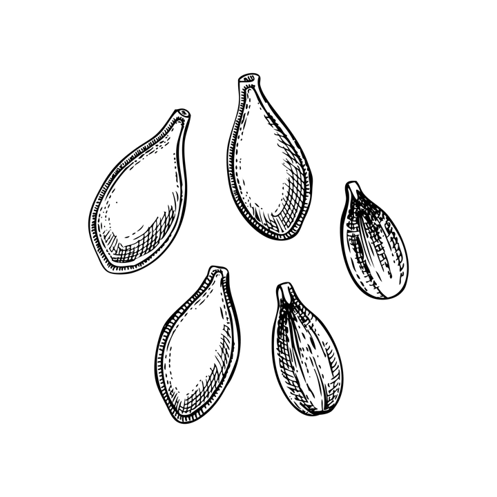 Pumpkin sketch. Vegetable hand-drawn vector illustration. Vintage Thanksgiving day design element. NOT AI generated